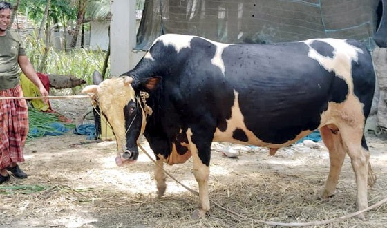১৮ মণের ‘ভয়ংকর’ ও ১৭ মণের ‘বাদশা বাবুর’ গন্তব্য এখন ঢাকায়