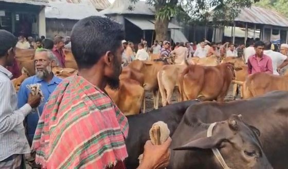 কোরবানীর হাটে বড় গরুর চেয়ে মাঝারী গরুর চাহিদা বেশী