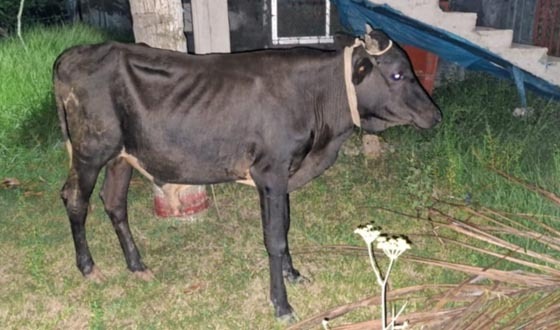 অনলাইন জুয়ার টাকা জোগাতে গরু চুরি