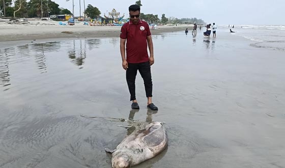 কুয়াকাটা সৈকতে ভেসে আসল মৃত ডলফিন