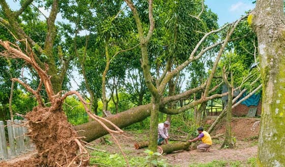 ধামইরহাটে প্রভাবশালী কর্তৃক জোর করে গাছ কাটার অভিযোগ