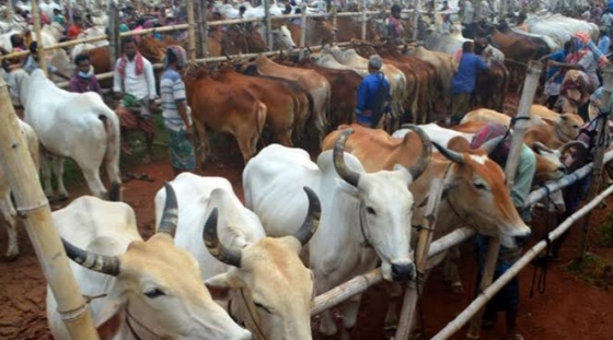 রাজশাহী থেকে ঢাকা-চট্টগ্রামে পশু নিতে  পথে পথে দিতে হচ্ছে চাঁদা
