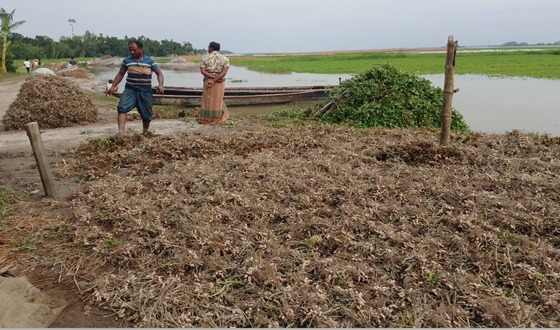 কুড়িগ্রামে তিস্তা পাড়ে বন্যার থাবা পানিবন্দি শতাধিক পরিবার