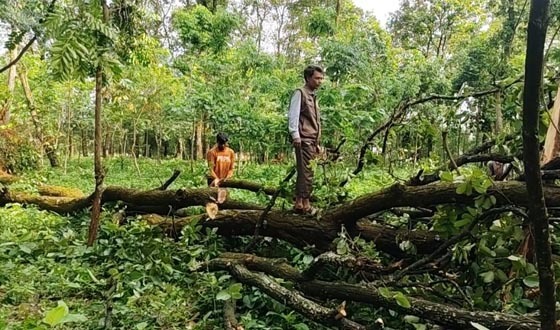 ঝড়ে উপড়ে পড়েছে বন বিভাগের গাছ