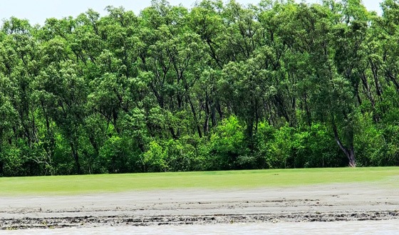 সুন্দরবনের সম্পদ রক্ষায় কর্মকর্তা কর্মচারীদের ছুটি বাতিল