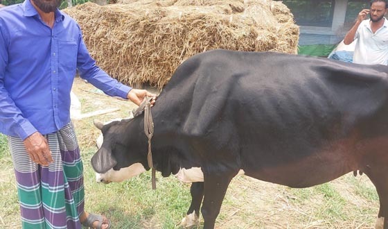 অভয়নগরে চুরি হওয়া গরু দিঘলিয়া থেকে উদ্ধার