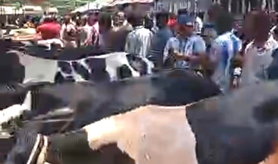 চাটমোহর শেষ মূহুর্তে জমজমাট কোরবানী পশুর হাট