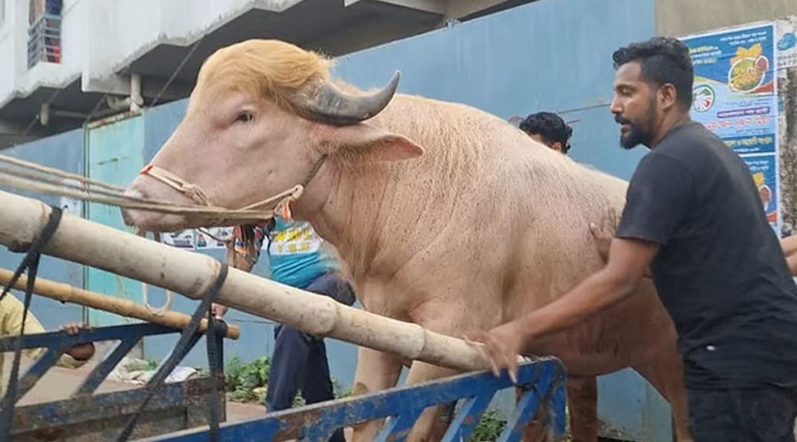 কোরবানি হচ্ছেনা ‘ডোনাল্ড ট্রাম্প’-এর, যাচ্ছে চিড়িয়াখানায়