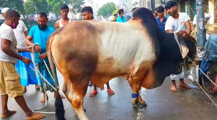 কোরবানির পশুর লাথি-গুঁতায় আহত ৮০