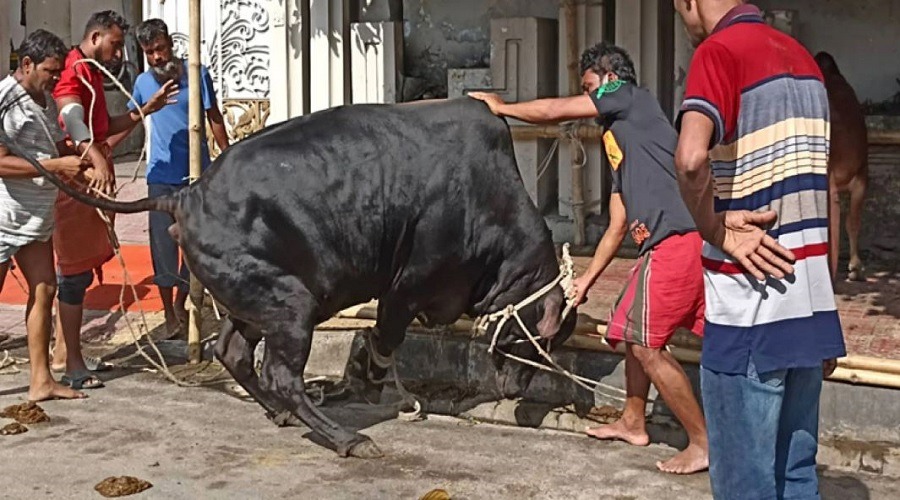 ঢাকায় ঈদের দ্বিতীয় দিনেও চলছে পশু কোরবানি
