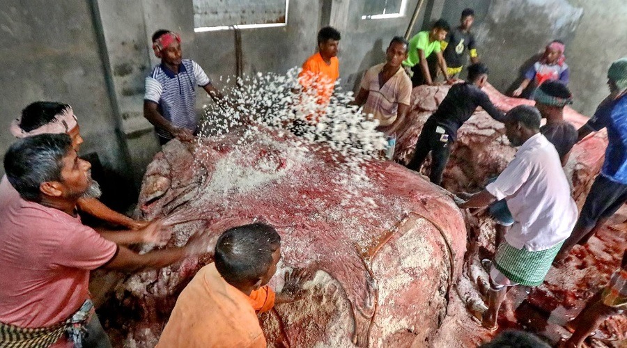 তিন দিনে সাভার ট্যানারিতে ঢ়ুকেছে ৫ লাখের বেশি চামড়া