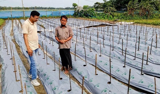 ঝিনাইগাতীতে  মালচিং পদ্ধতিতে মরিচ চাষ