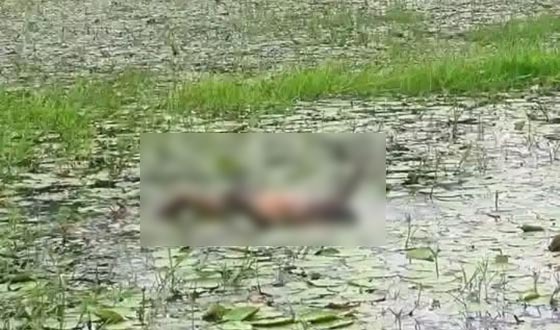 মোল্লাহাটে নিখোঁজের ৩ দিন পর শিশুর ভাসমান মরদেহ উদ্ধার