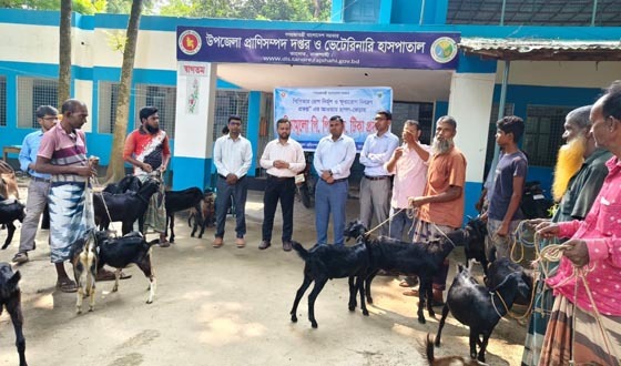 গবাদি পশুর পিপিআর রোগের টিকা প্রদান ক্যাম্পেইনের উদ্বোধন