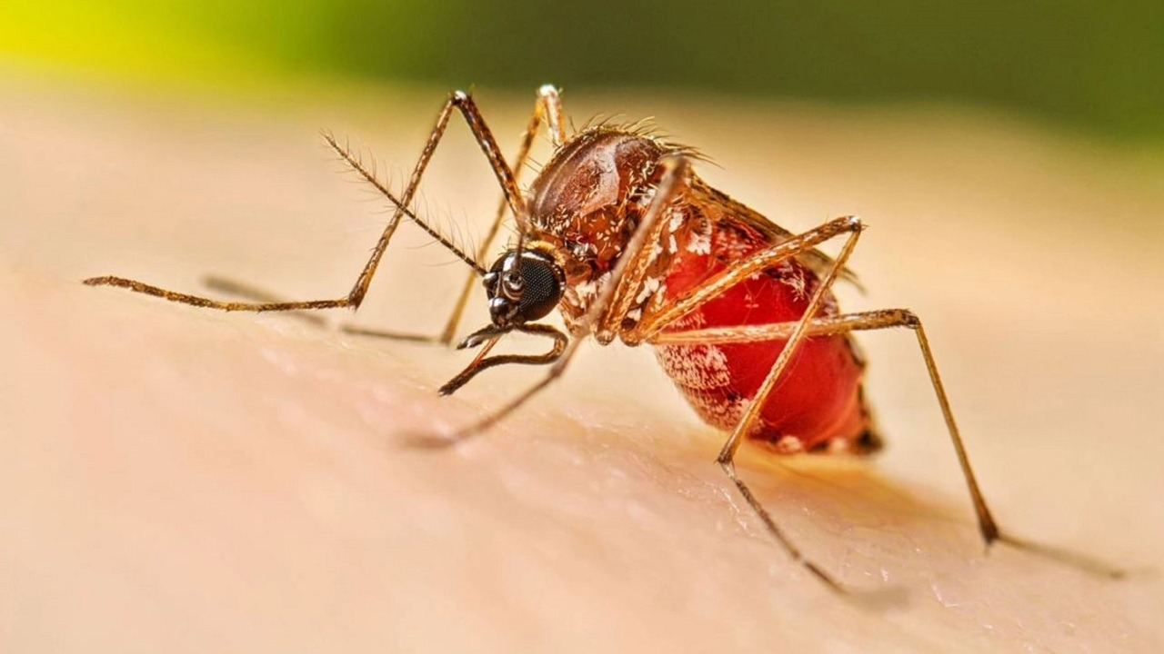 ডেঙ্গু পরিস্থিতি আরও ভয়াবহ হওয়ার আশঙ্কা