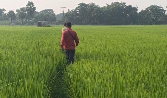 হোসেনপুরে আমন মাঠে সবুজের সমারোহ, সোনালী স্বপ্নে বিভোর কৃষক