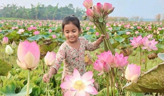 চাটমোহরের কলমীগাড়া বিলের পদ্মপ্রেমে মুগ্ধতা