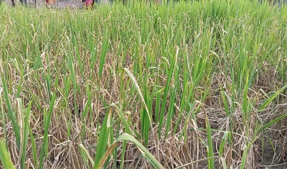 মান্দায় আগাছানাশক দিয়ে ধানগাছ পুড়িয়ে দেওয়ার অভিযোগে মামলা