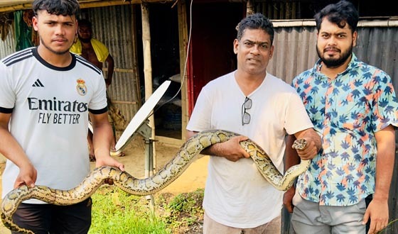 জালে আটকে মৃত্যুর প্রহর গুনছিল অজগর এক ঘণ্টার চেষ্টায় উদ্ধার