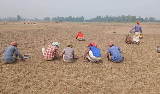 সুজানগরে মুড়িকাটা পেঁয়াজ আবাদের ধুম