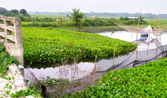 হোমনায় বিপন্ন দেশীয় মাছ, মুক্ত জলাশয়ে অবৈধ জালের গ্রাস