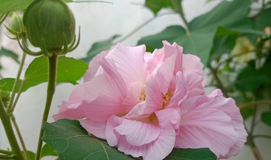 রঙ বদলানো ফুলের অপরূপ সৌন্দর্য স্থলপদ্ম