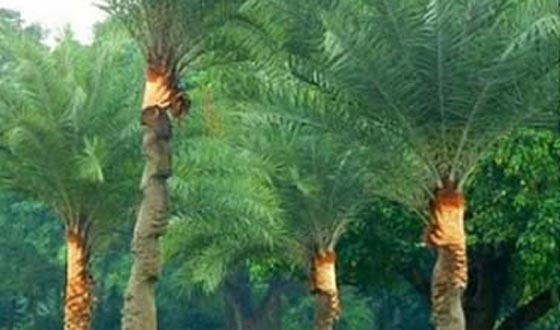 খেজুরের রস সংগ্রহে আগাম প্রস্তুতি গাছিদের