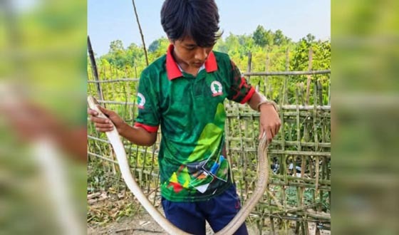 শ্রীবরদীতে ৫ ফুট ৮ ইঞ্চি লম্বা বিষধর গোখরা উদ্ধার