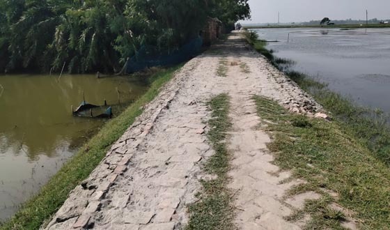 আশাশুনির নাটানায় ইটের রাস্তা সংস্কার কাজে অনিয়মের অভিযোগ