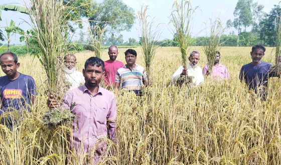 ধামইরহাটে প্রতিপক্ষের শত্রুতার বিষে পুড়লো ৭ কৃষকের ১০ বিঘা জমির ধান