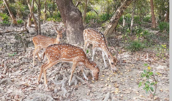 বনবিভাগের অবহেলা টেংরাগিরি ইকোপার্কের হরিণ উধাও