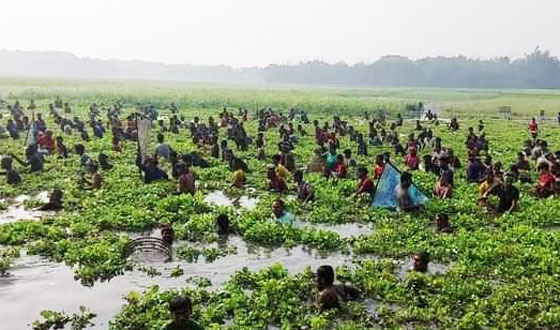 চলনবিলে শুরু হয়েছে ঐতিহ্যবাহী বাউৎ উৎসব