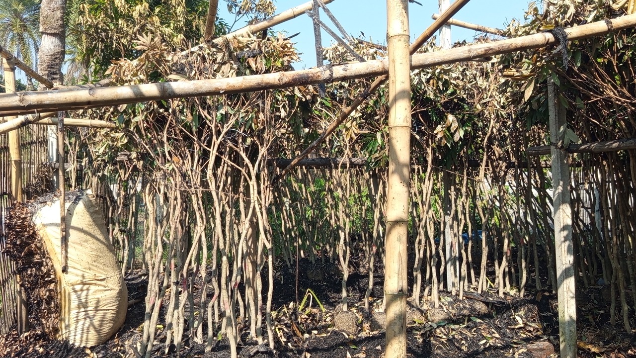 বিরলে নার্সারীতে গভীর রাতে আগুন, প্রায় ৪ লাখ টাকার ক্ষতি