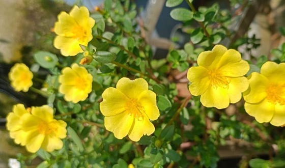 রোদের হাসিতে রঙিন  Time Flower  বা পর্তুলিকা