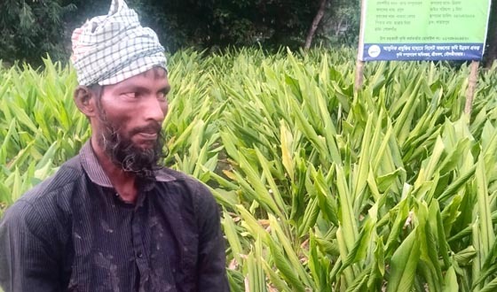 শ্রীমঙ্গলের মাঠে মাঠে হলুদের সমারোহ, ভাল ফলনের আশায় কৃষক