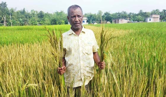 ধামইরহাটে ক্ষতিকারক রাসায়নিক স্প্রে করে ধান নষ্টের অভিযোগ