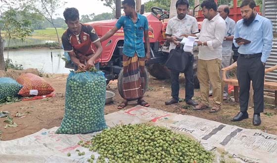 দুর্গাপুরে কাপড় ধোয়ার পাউডারে জলপাই পরিষ্কার করে ঢাকায় চালান,ব্যবসায়ীকে জরিমানা