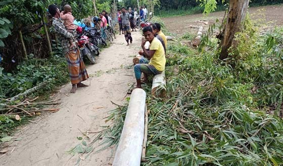 বিরলে রাস্তার পাশে সামাজিক বনায়নের গাছ কাটার সময় আটক-৩