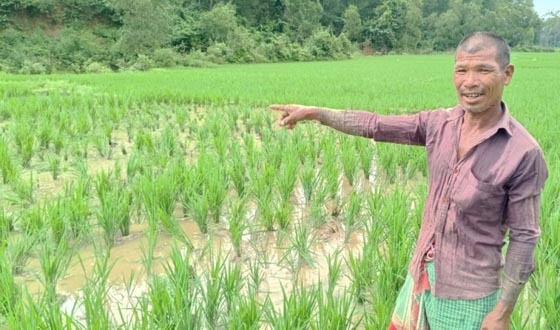 বন্যহাতির তান্ডবে আমন ফসলের ব্যাপক ক্ষতি