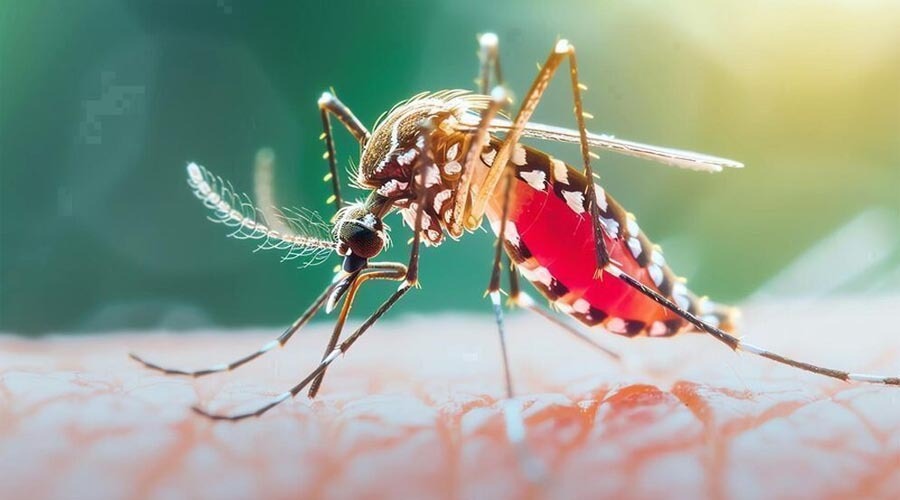 ডেঙ্গুতে ২৪ ঘণ্টায় ৪ মৃত্যু, হাসপাতালে ভর্তি ১ হাজার ২৩৩