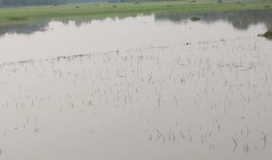 একদিনের বৃষ্টিতে আমন খেতে পানি শঙ্কায় চাষীরা
