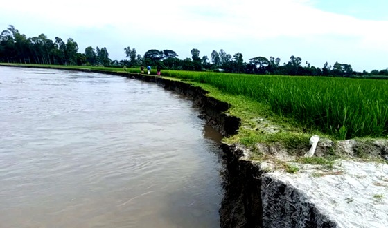 কুড়িগ্রামে তিস্তার ভাঙনে বিলীন হচ্ছে আবাদি জমি