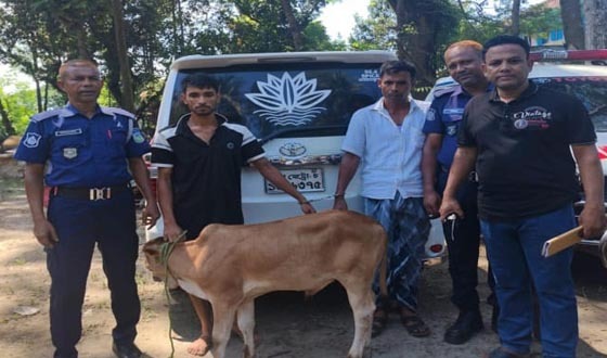 কিশোরগঞ্জে গিয়ে উদ্ধার চুরি হওয়া ষাঁড়, গ্রেপ্তার ২