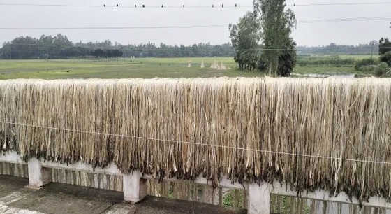 যশোরের শার্শায় পাটের ভালো দাম পেয়ে কৃষকের মুখে হাসি