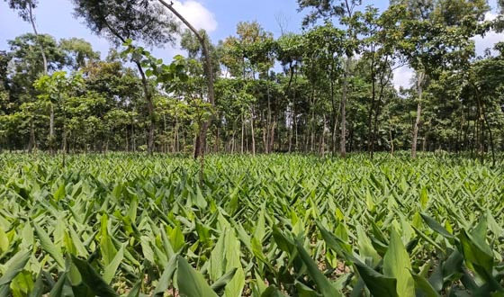 ফুলবাড়ীয়ায় হলুদের বাম্পার ফলনের সম্ভাবনা
