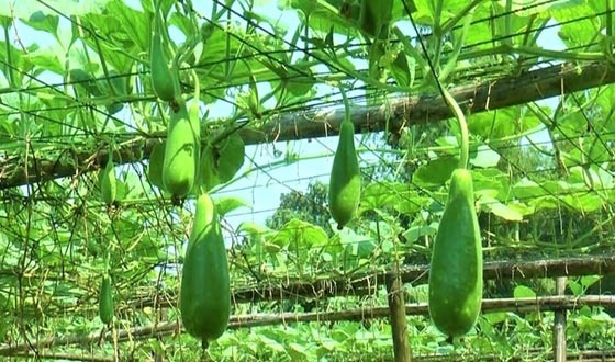 টাঙ্গাইলে শীতের আগেই মাঠে সবুজের সমারোহ
