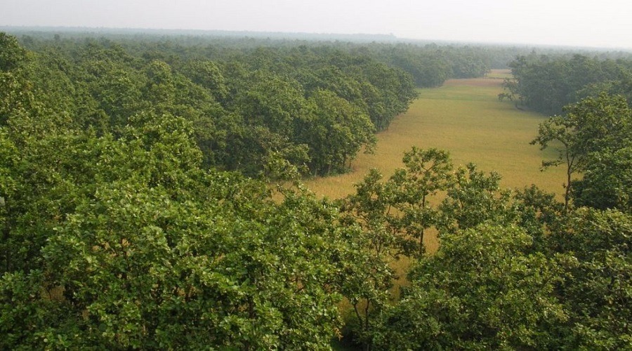 দখলদাররা গিলে খাচ্ছে গাজীপুরের শালবন