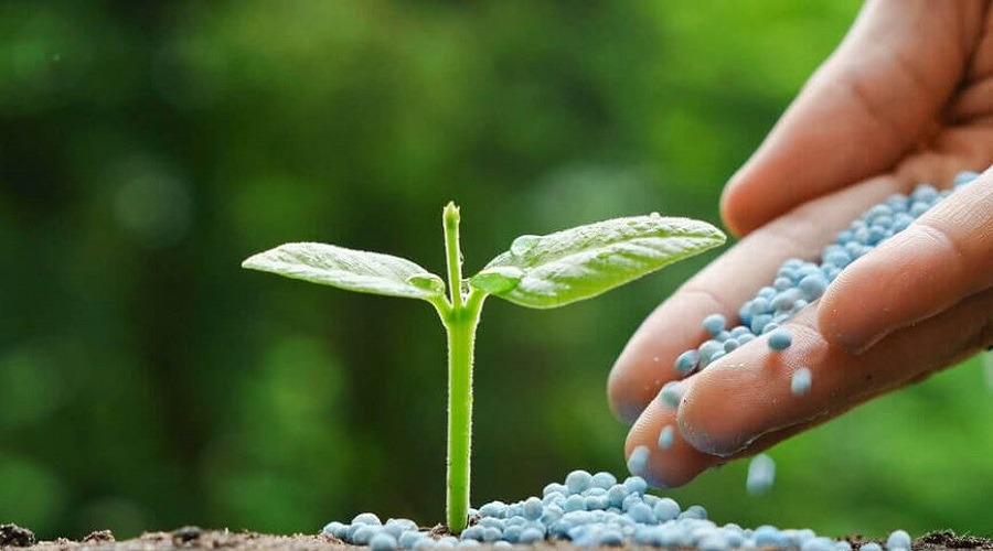 সারের জন্য ফুঁসে উঠছে কৃষক