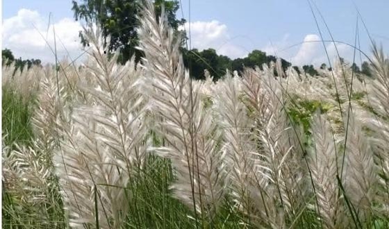 শরতে সৈয়দপুরে রোদ-বৃষ্টির খেলা, হারিয়ে যাচ্ছে কাশফুলের সৌন্দর্য