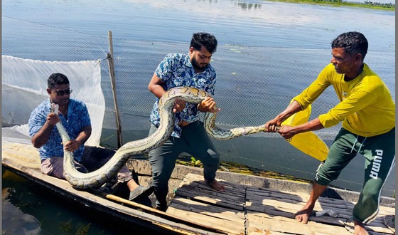 মাছ ধরার জালে আটকা ১৬ ফুট লম্বা অজগর, ২ ঘণ্টার চেষ্টায় উদ্ধার